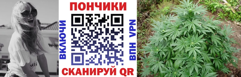 Канабис гибрид Шацк